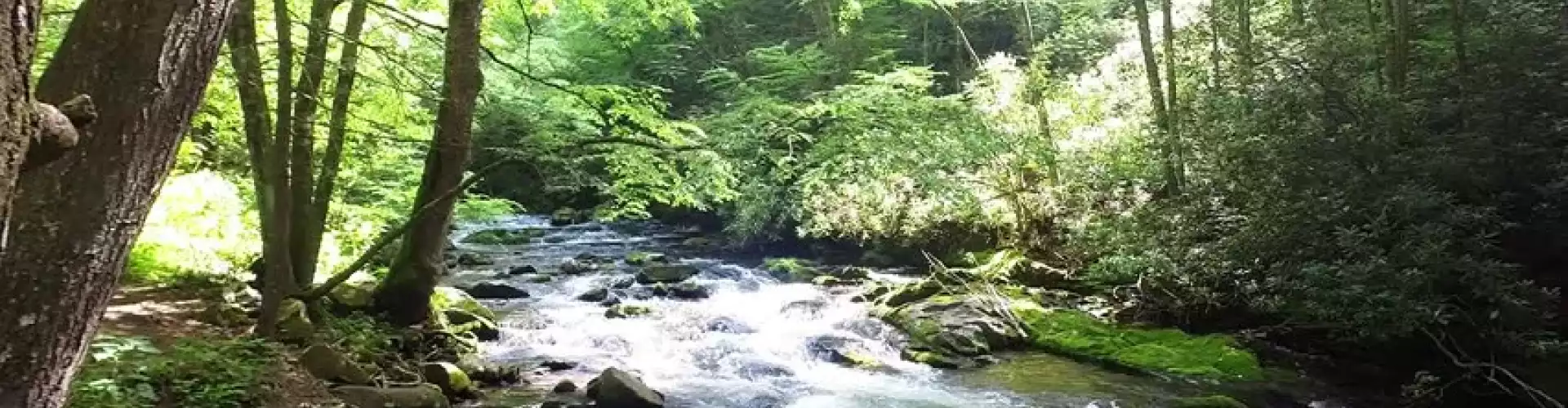 Forest & Stream Healing Meditation